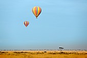 Hot air balloons over Masai Mara,Kenya