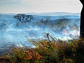 Bush fire,Kenya