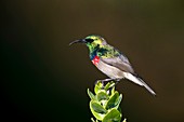 Lesser Double Collared Sunbird