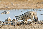 Aardwolf