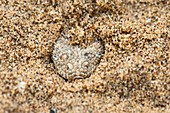 Peringuey's adder submerged in sand