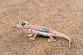Palmato Gecko on a dune