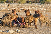 Spotted Hyenas feeding on a Kudu