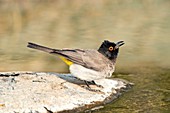 Red-eyed Bulbul drinking