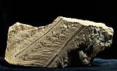 Anomopteris fern fossil