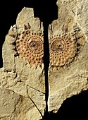 Equisetum horsetail fossil