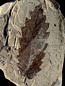Oak leaf fossil