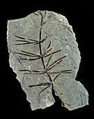 Schizoneura horsetail fossil