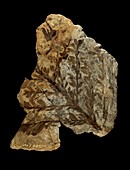 Albertia conifer fossil