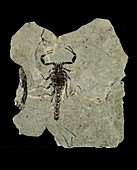 Gallio scorpion fossil
