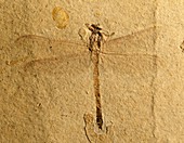 Gomphidae dragonfly fossil