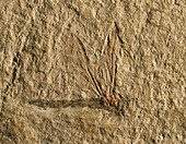 Libelluloidea dragonfly fossil