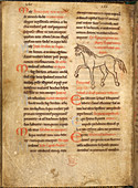 A horse. A herbal and bestiary Pharmacopo