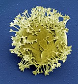 Acanthocystis,SEM