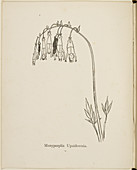 Nonsense Botany collection by Edward Lear