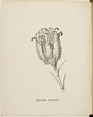Nonsense Botany collection by Edward Lear