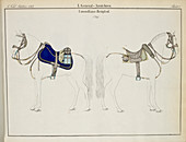 Cavalry saddles and bridles