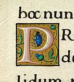 Manuscript ornamental letter P
