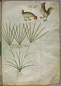 Illustration of a plant and two roosters