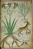 Illustration of plants,birds and goats