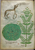 Illustration of plant with horse