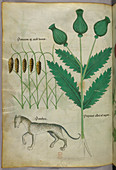 Illustration of plants and a panther