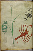 Botanical and animal illustration