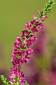 Calluna vulgaris 'Purple Passion'