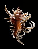 Staghorn murex sea snail shell