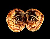 Venus clam shell