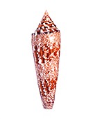 Bengal cone shell