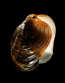 River mussel shell