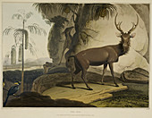 Illustration of a stag