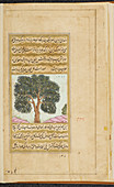 Mahva' tree (bassia latifolia)