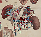 Anatomical drawing