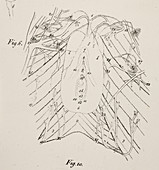 Anatomical drawing. Vagina. Pelvic floor
