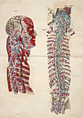 Head,Spinal column and Spinal cord