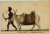 Pukaulee,or water-carrier