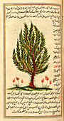 Tree,illustration