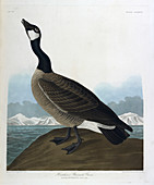 Hutchins's barnacle goose