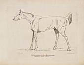 An illustration of a horse