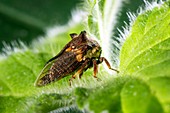 Treehopper on a leaf