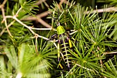 Locust in a bush