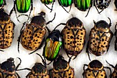 Flower chafer beetles