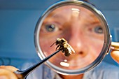 Honey bee pesticide research