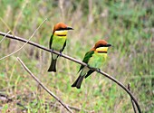Chestnut-headed bee-eaters