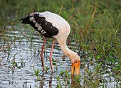 Painted stork feeding