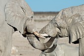 African elephant bulls drinking water