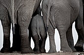 African elephants at a water-hole