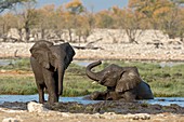 Juvenile African elephants at play